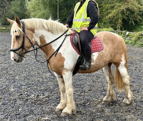 Safe Coloured Allrounder Cob