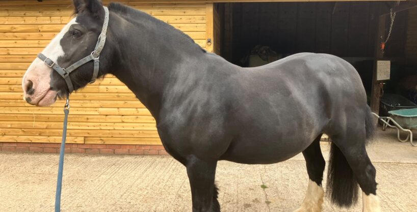 Beautiful RDA Cob Mare Seeks Companion Loan Home