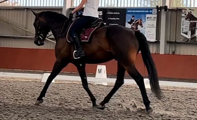 Olaf8