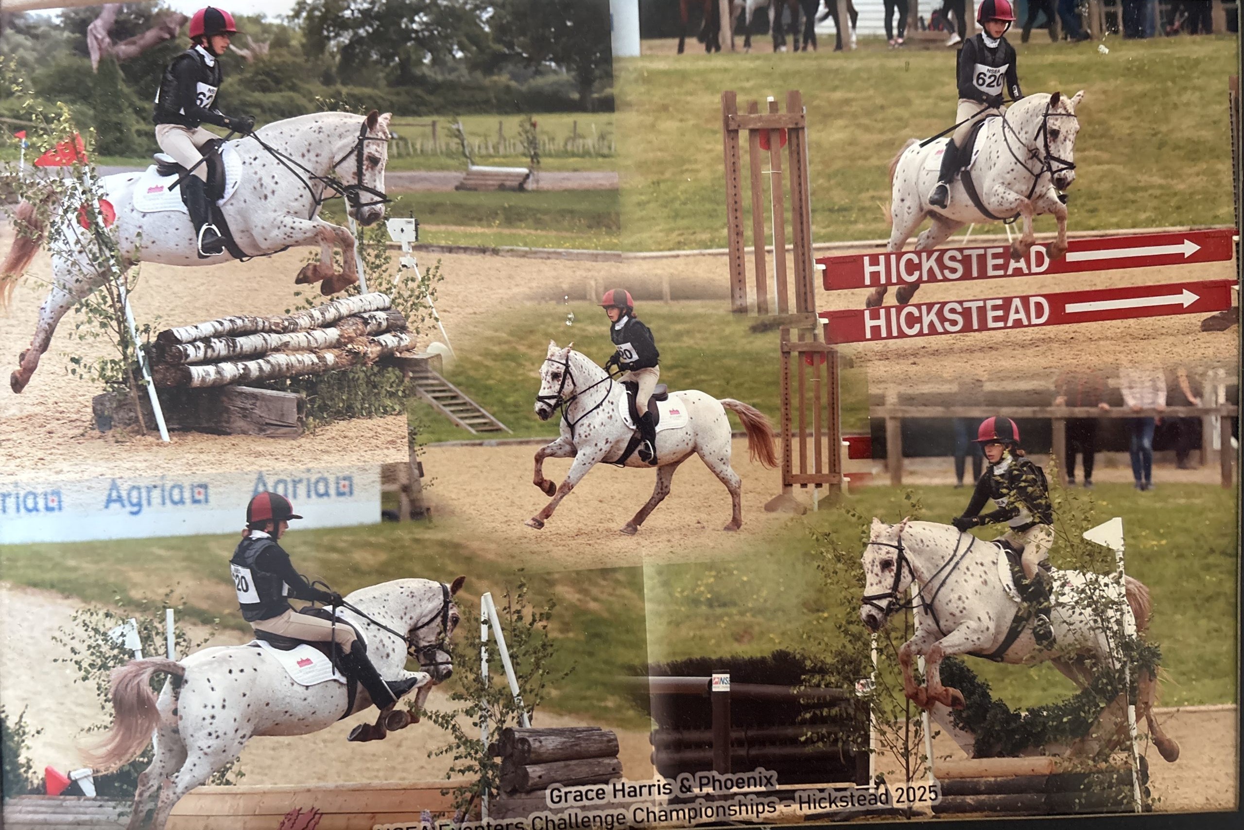 Allrounder, Been There Done it Pony, Not Ready to Retire