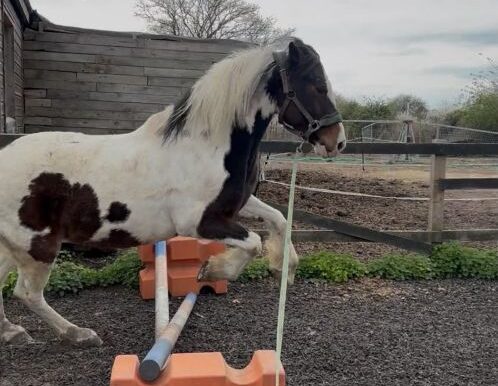 Shergar1