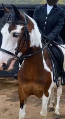 Shergar8