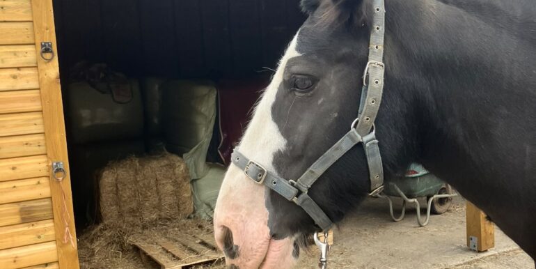 darcy 3