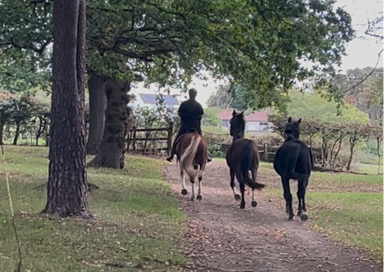 Horsesshare