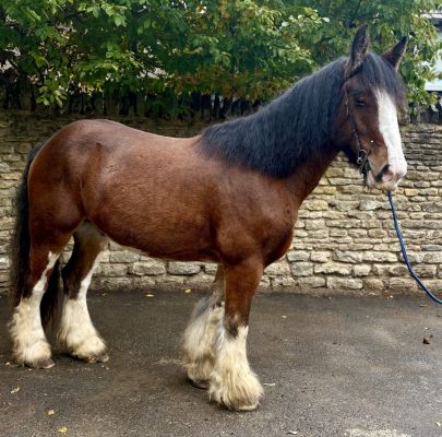 Handsome Clydesdale x Cob Gelding