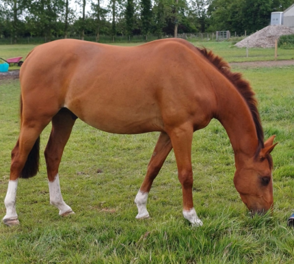 Marmalade